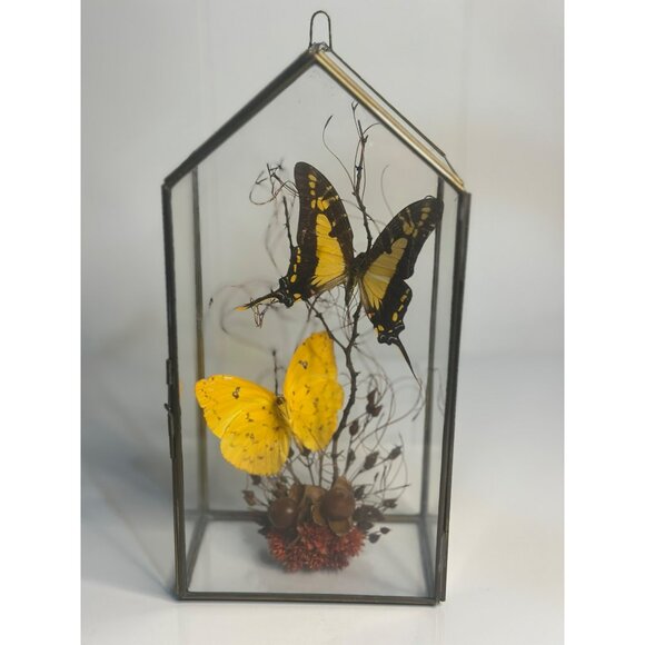 MCM Glass Butterfly Display Terrarium Real Preserved Yellow & Black Swallowtail - Picture 1 of 6